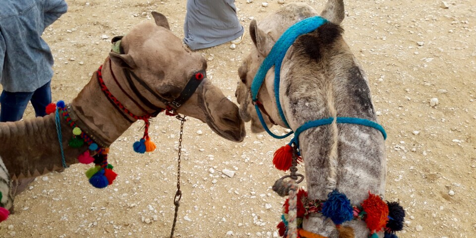 A day off in Cairo (Tour the World)